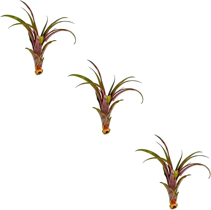ragnaroc Air Plants - Tillandsia Red Capitata, Large 5-7” - 3 ct - Live Arrival Guaranteed - House Plants for Home Decor & Gift