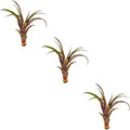 ragnaroc Air Plants - Tillandsia Red Capitata, Large 5-7” - 3 ct - Live Arrival Guaranteed - House Plants for Home Decor & Gift