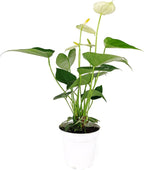 Live Indoor Flowering Houseplants, Anthurium White in 4" Grower Pot, Easy Care Houseplants