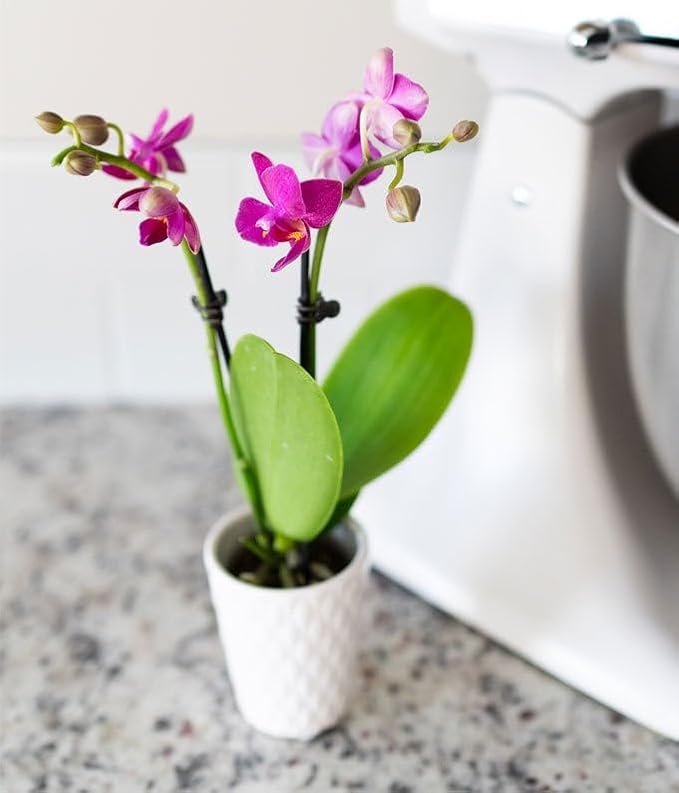 From You Flowers - Touch of Royalty Mini Orchid for Birthday, Anniversary, Get Well or Celebration