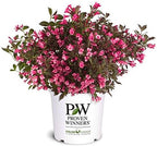 Proven Winners - Weigela florida Wine & Roses (Weigela) Shrub, pink flowers, #2 - Size Container