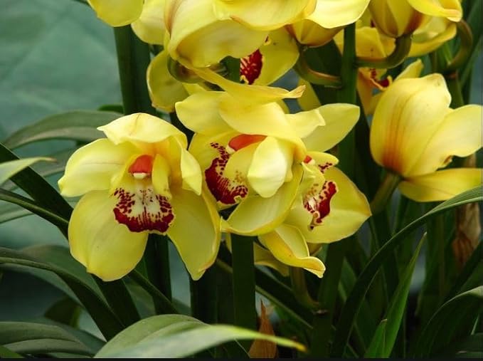 Cymbidium sp. 大花蕙兰 "黄金岁月(Golden Years)",Bloom Size,4+ pseudobulbs,2 yr Old