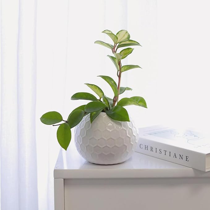Hoya Carnosa Krimson Princess (4 inch) - Pet-Friendly Houseplants - Attractive Indoor Plants, Easy to Grow, Pet Safe Plants for Cats & Dogs, Ideal for Home Decor, Office & Gift