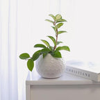 Hoya Carnosa Krimson Princess (4 inch) - Pet-Friendly Houseplants - Attractive Indoor Plants, Easy to Grow, Pet Safe Plants for Cats & Dogs, Ideal for Home Decor, Office & Gift