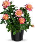 Rose Live Plant, Roses Flower Plant, Fragrant Flower for Planting, 4-6 Inches Tall, Bush Shrub Plants, Well Rooted, Ready to Grow (Pink Yellow Rose)