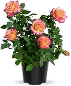 Rose Live Plant, Roses Flower Plant, Fragrant Flower for Planting, 4-6 Inches Tall, Bush Shrub Plants, Well Rooted, Ready to Grow (Pink Yellow Rose)
