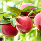 Peach Tree Live Plant, Up to 2 Ft Tall, Sweet Peach Fruit Tree for Outdoor Garden and Patio Growing Spring Planting, No Pot (Rare)