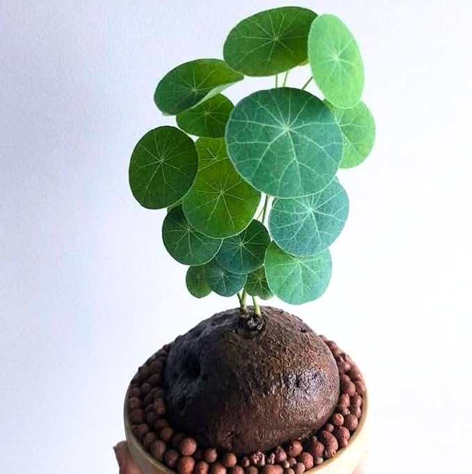 Stephania Cephalantha Live Plant, 2.5-3" Caudex with Sprouts, Rare Hardy Caudex Succulent Houseplant for Indoor Growing and Home Décor