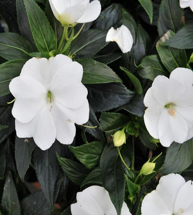 RedCrocus Impatiens Xtreme White – Vibrant White Flowering Annual, Perfect for Shade Gardens & Containers, Attracts Pollinators, Easy Care, Pet Safe (with Caution) 6" Pot (Pack of 5)