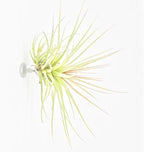 10 Pack Vertical Air Plant Holder (Suction Cup, Stainless Steel Tillandsia Air Plant Planter) A Unique Set of Air Plant Containers for Creating Tillandsia Art Display on Window. (Small)