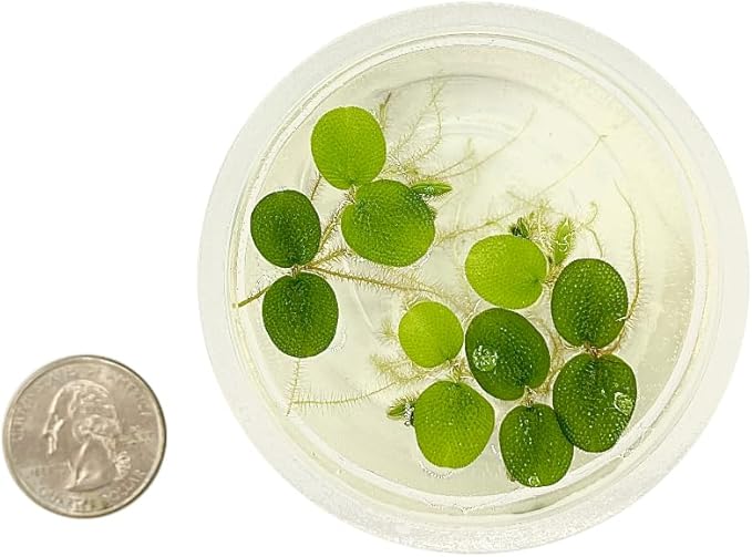 Water Spangle, Salvinia Minima, Live Aquarium/Aquatic/Freshwater/Floating/Pond Plant/Planted Tank/Aquascaping/Paludarium by Aquarium Plant Center (6 Plants, 30+ Leaves)
