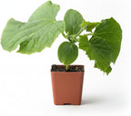 Planterium's Organic Live Marketmore Cucumber Plants | 3 Pack | 5" - 10" Tall