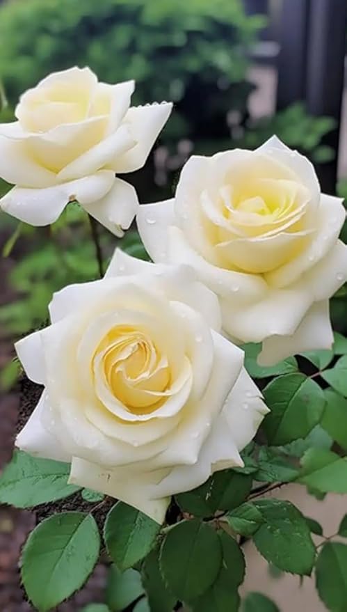 100PCS White Rose Seeds for Home Garden Flower Seeds Heirloom Elegance Blooms