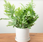 Fern 'Blue Star' | Live Plant for Indoor & Outdoor | for Living Room, Office, Bathroom | (4" Pot)