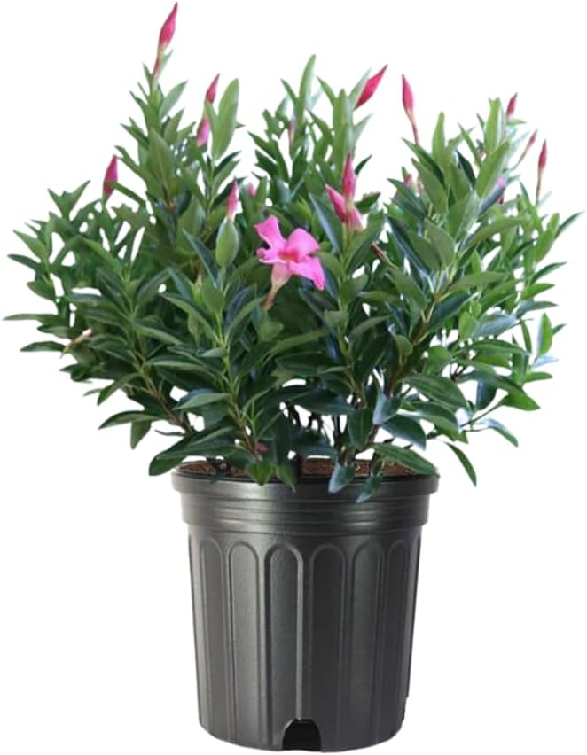 American Plant Exchange Pink Dipladenia Bush, Large 10-Inch Pot, Live Plant, Flowering Shrub for Container Gardens and Landscapes, Continuous Bloomer, Indoor & Outdoor Use