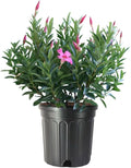 American Plant Exchange Pink Dipladenia Bush, Large 10-Inch Pot, Live Plant, Flowering Shrub for Container Gardens and Landscapes, Continuous Bloomer, Indoor & Outdoor Use
