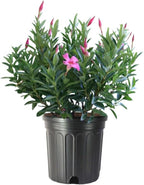 American Plant Exchange Pink Dipladenia Bush, Large 10-Inch Pot, Live Plant, Flowering Shrub for Container Gardens and Landscapes, Continuous Bloomer, Indoor & Outdoor Use