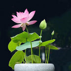 10 Mixed Bowl Lotus Flower Seeds for Planting, Water Lily Flower Plants, Bonsai Lotus Seeds, High Germination, Red, Bule, Pink, White and Purple Colors, Non-GMO Aquatic Plant Seeds
