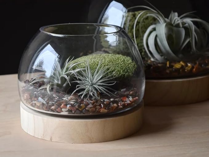 6 Inch Plant Glass Terrarium with Removable Wooden Base for Succulents Glass Bowl for Air Plant Cactus Moss (Plants not Included)
