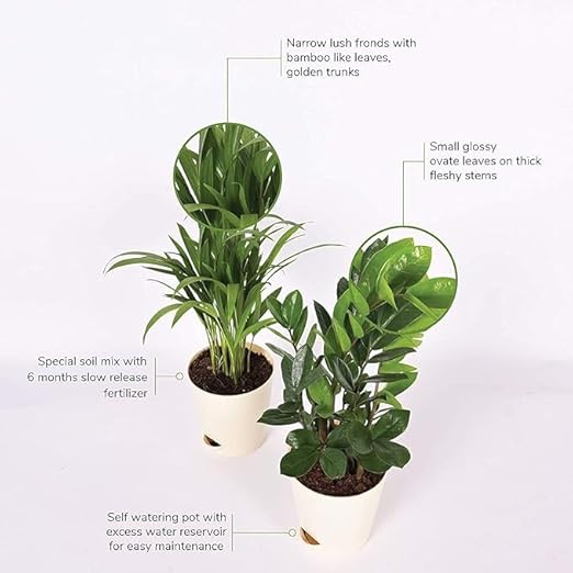 Air Purifier Indoor Plants for Home with Pots- Areca Palm & ZZ Plant