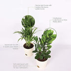 Air Purifier Indoor Plants for Home with Pots- Areca Palm & ZZ Plant