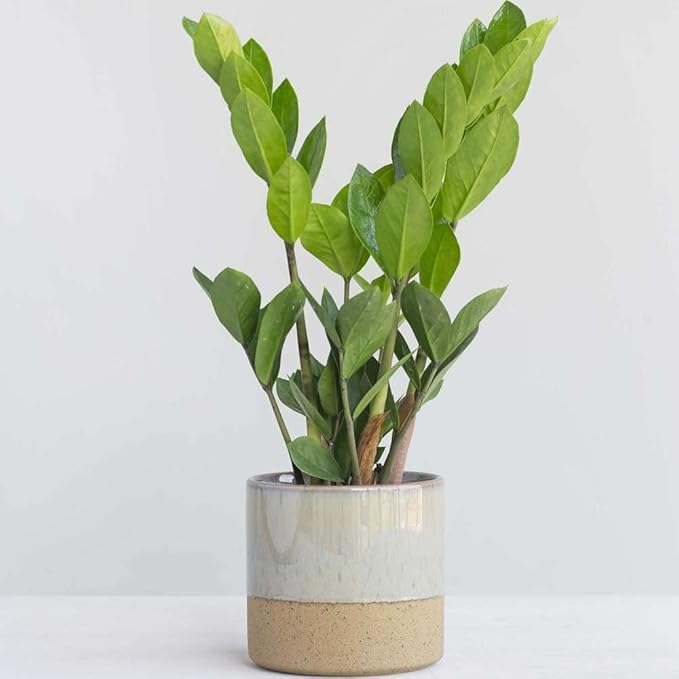 Zamioculcas Zamiifolia ZZ Live Plant for Indoor | Different Houseplants in 4'' & 6'' Pot | Real House Plant for Living Room, Office, Desk & Bathroom |