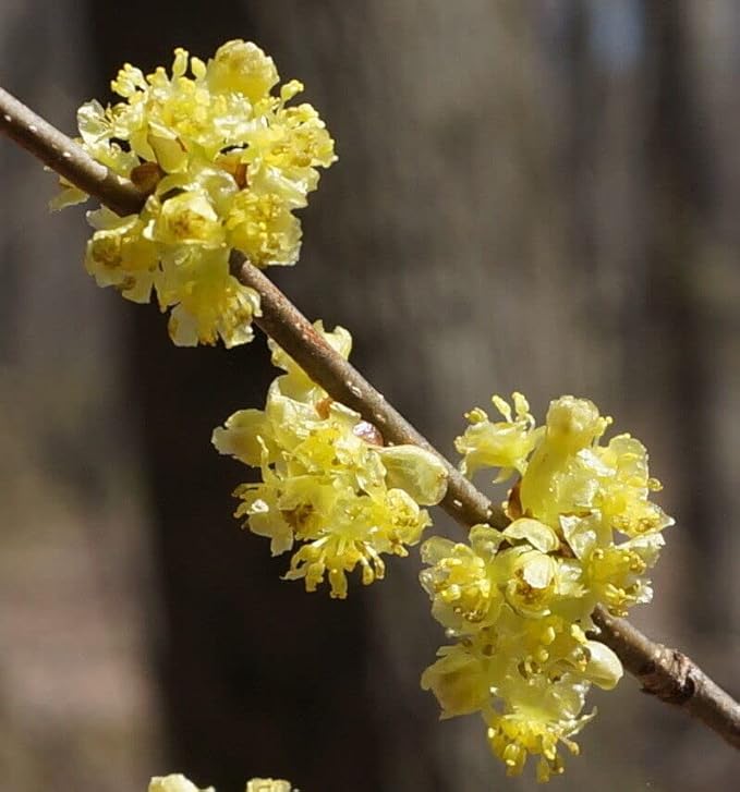 2 Northern Spicebush Shrubs/Bushes - 12-24" Tall Live Plants - 1-2 Feet Tall Seedlings - Lindera Benzoin