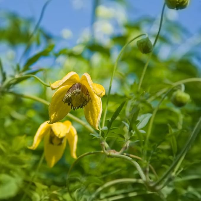 Clematis Vine Plant, Clematis Vine Plants Live in 2.5 Inch Pot, Perennial Climbing Clematis Plants Live for Outdoor Garden (Yellow Flowers)