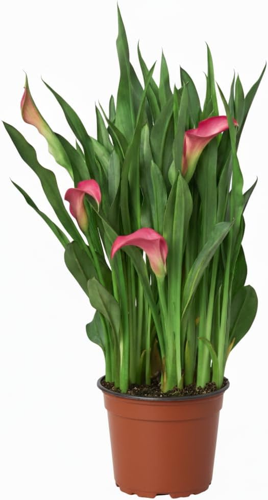Live Indoor Flowering Houseplants, White Calla Lily in 6" Grower Pot, Easy Care Houseplants, Live Plants for Home and Office Decor