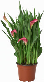 Live Indoor Flowering Houseplants, White Calla Lily in 6" Grower Pot, Easy Care Houseplants, Live Plants for Home and Office Decor