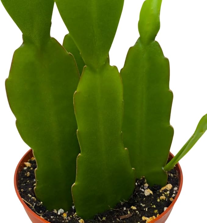BubbleBlooms Epiphyllum Orchid Cactus in a 4 inch Pot Disocactus ackermannii,