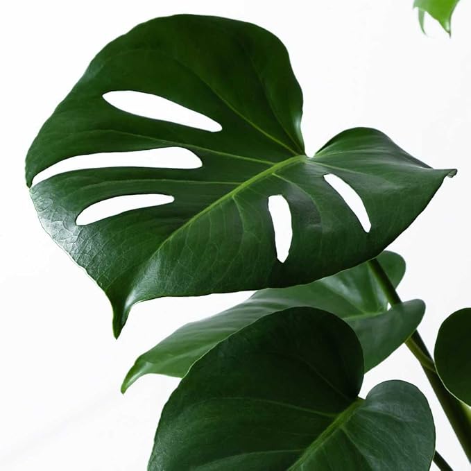 American Plant Exchange Monstera Deliciosa – Live 4-Inch Pot in Stylish Pot Cover, Easy-Care Split Leaf Vine, Low-Maintenance Air Purifying Houseplant for Home, Office & Garden Décor