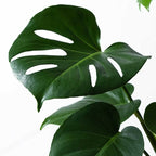 American Plant Exchange Monstera Deliciosa – Live 4-Inch Pot in Stylish Pot Cover, Easy-Care Split Leaf Vine, Low-Maintenance Air Purifying Houseplant for Home, Office & Garden Décor