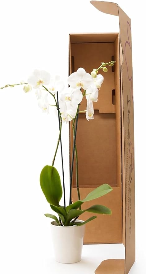DecoBlooms Premium Pearl 5” Orchid Live Indoor Plant (Modern Pot Included) – Grown in the USA - Fresh Flowering Home Decor Delivery for Birthday, Anniversary, Sympathy, Wedding, Mother's Day