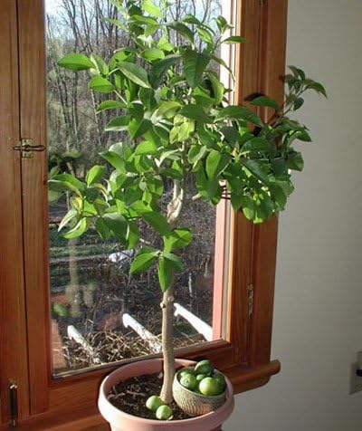 Brighter Blooms - Key Lime Bush, 1 Gallon - No Shipping to AK, AL, AZ, CA, FL, GA, HI, LA, MS, OR, TX