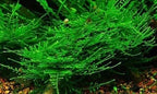 Marcus Fish Tanks Christmas Moss Vesicularia Montagnei Easy to Grow Live Aquarium Plants Buy 2 Get 1
