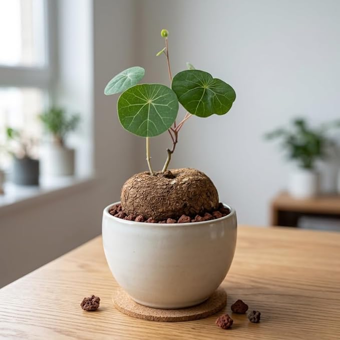 Stephania Erecta Bulb Style Plant in 2.5 – 3" Inch Pot | Stephania Cephalantha Live Caudex | Easy Indoor Growing | Decorative Addition to Home & Office | Ideal for Unique Plant Gifts