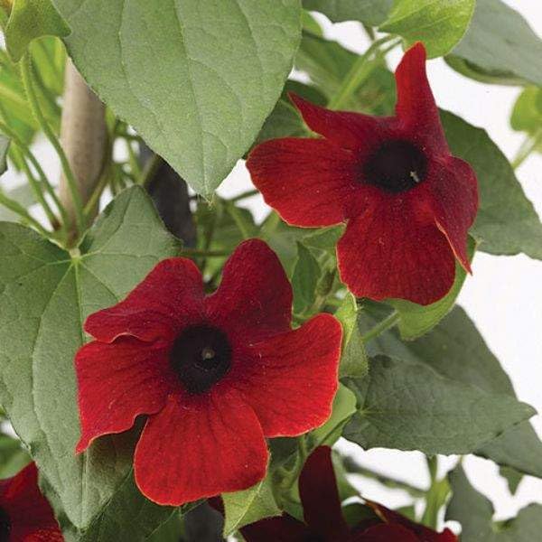 Thunbergia Red Vine Live Plants, 2 Pack