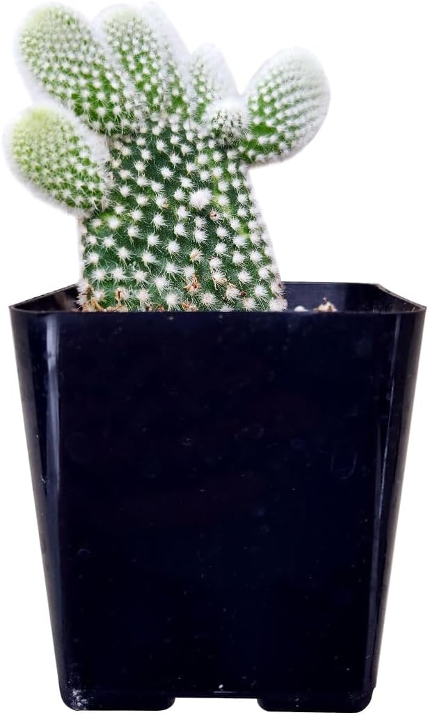 Live Cactus Plants, Fully Rooted 2-inch Cactus Succulent Plants, Rare Varieties for Gift or Home Decoration (Bunny Ear Cactus)