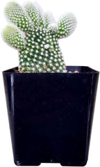 Live Cactus Plants, Fully Rooted 2-inch Cactus Succulent Plants, Rare Varieties for Gift or Home Decoration (Bunny Ear Cactus)