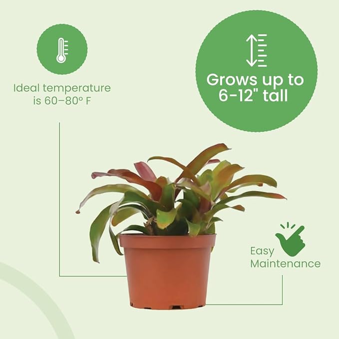 American Plant Exchange Live Bromeliad Fireball Neoregelia Plant, Plant Pot for Home and Garden Decor, 6" Pot