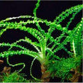 Crinum Calamistratum Live Aquarium Plants Easy Aquatic Plant