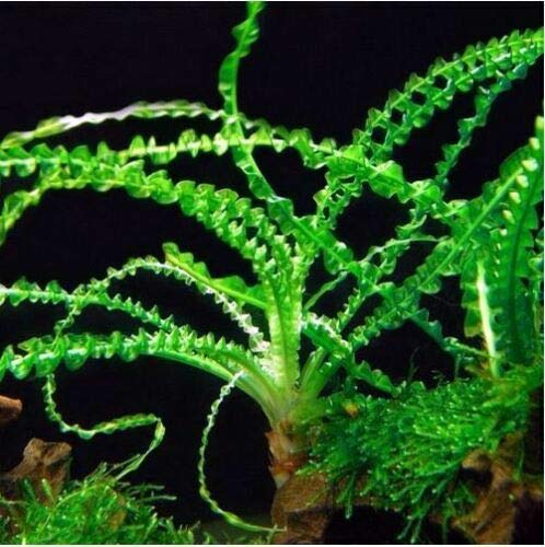 Crinum Calamistratum Live Aquarium Plants Easy Aquatic Plant