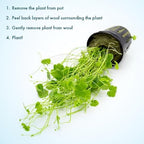 SubstrateSource Live Plant - Lawn Marsh Pennywort (Hydrocotyle sibthorpioides) - Easy to Moderate Care, Medium to High Light, Bright Green Accent, Freshwater Aquatic Plant for Aquascaping - Pot