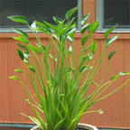 Tiny Dancers Elephant Ear Live Plant - Alocasia - Wellspring Gardens Starter Plant - Rare Alocasia Bulbs- Exotic Tropical Plant - Great for Indoor Houseplants, Outdoor Landscaping & Garden Planting