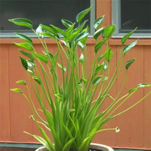 Tiny Dancers Elephant Ear Live Plant - Alocasia - Wellspring Gardens Starter Plant - Rare Alocasia Bulbs- Exotic Tropical Plant - Great for Indoor Houseplants, Outdoor Landscaping & Garden Planting
