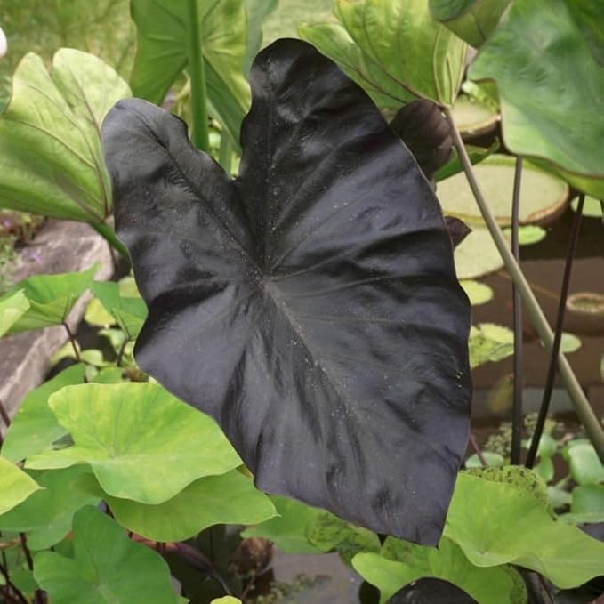 2 Black Coral Alocasia Plants Live Houseplant for Indoor Outdoor Growing, 4 to 8 Inches Tall, Rare and Hardy