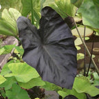 2 Black Coral Alocasia Plants Live Houseplant for Indoor Outdoor Growing, 4 to 8 Inches Tall, Rare and Hardy