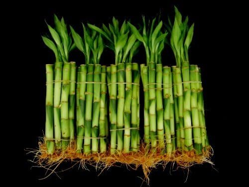 150 Stalks (15 Bundles) of 6 Inches Straight Lucky Bamboo