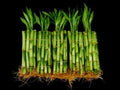 150 Stalks (15 Bundles) of 6 Inches Straight Lucky Bamboo